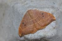 Watsonalla binaria