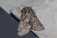 Gluphisia crenata