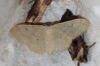 Idaea straminata