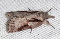 Nycteola columbana