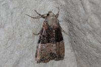 Mesoligia furuncula