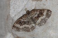 Epirrhoe alternata