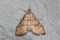 Anania verbascalis