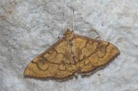 Anania verbascalis