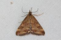 Pyrausta despicata