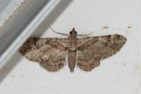 Gymnoscelis rufifasciata