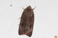 Noctua janthe/janthina