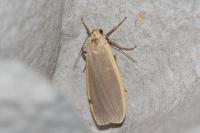 Katha depressa