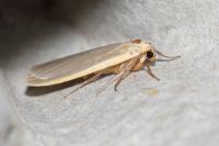 Katha depressa