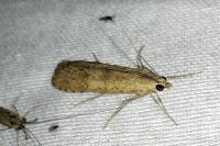 Nomophila noctuella