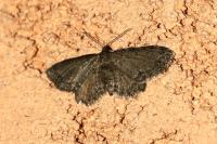Anticollix sparsata