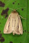 Globia sparganii