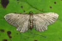 Anticollix sparsata