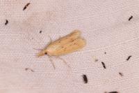 Ematheudes punctella