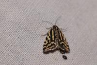 Emmelia trabealis