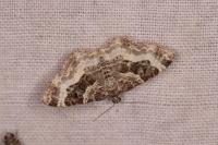 Epirrhoe alternata
