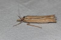 Ancylolomia tentaculella / disparalis