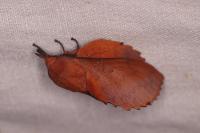 Gastropacha quercifolia