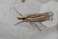 Ancylolomia tentaculella / disparalis