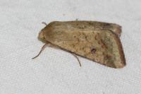 Helicoverpa armigera