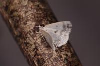 Lomographa temerata