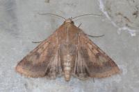 Helicoverpa armigera