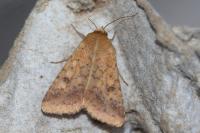 Helicoverpa armigera