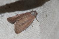Coenobia rufa