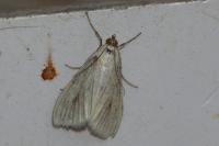 Sitochroa palealis