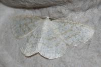 Cabera exanthemata