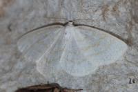 Cabera exanthemata