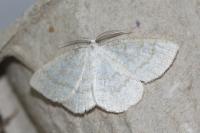 Cabera exanthemata