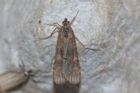 Nomophila noctuella