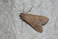 Nomophila noctuella