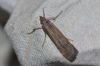 Nomophila noctuella