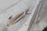 Crambus pascuella