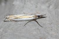 Crambus pascuella