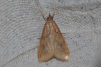 Udea ferrugalis