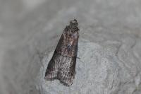 Phycita roborella
