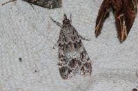 Eudonia