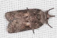 Nycteola columbana