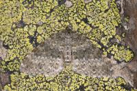 Entephria contestata