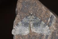 Entephria nobiliaria