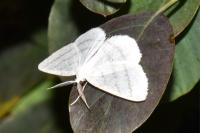 Cabera pusaria