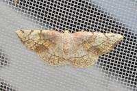 Stegania trimaculata