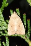 Cosmia trapezina