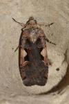 Xestia c-nigrum