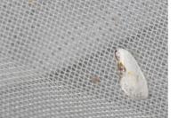 Cilix glaucata