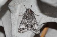 Acronicta megacephala