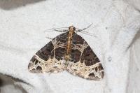 Ecliptopera silaceata